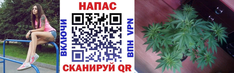 Купить где  Нея  Каннабис гибрид 